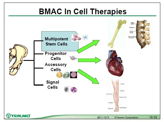 BMAC in cell therapies slide